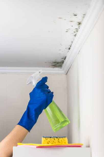 Best DIY Mold Remediation Support Services in Fairfield Harbour, NC